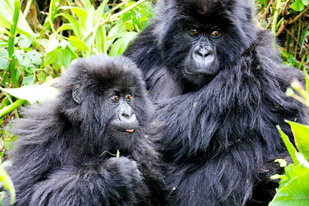 3-days-uganda-gorilla-trekking-tour