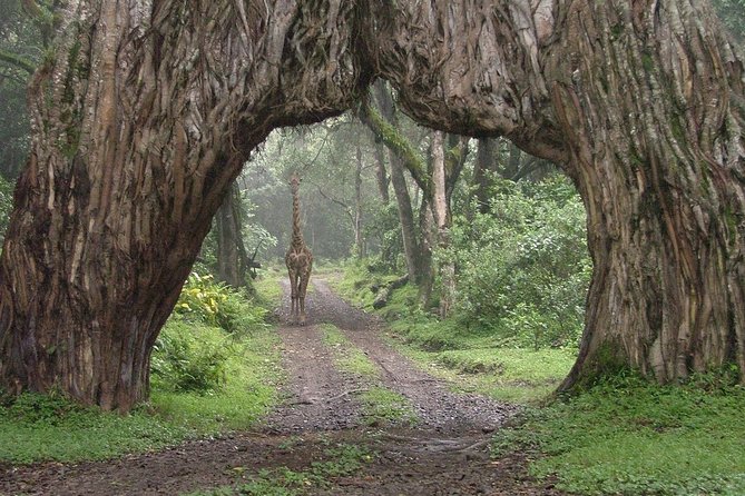 1 Day Arusha National Park Safari Tanzania