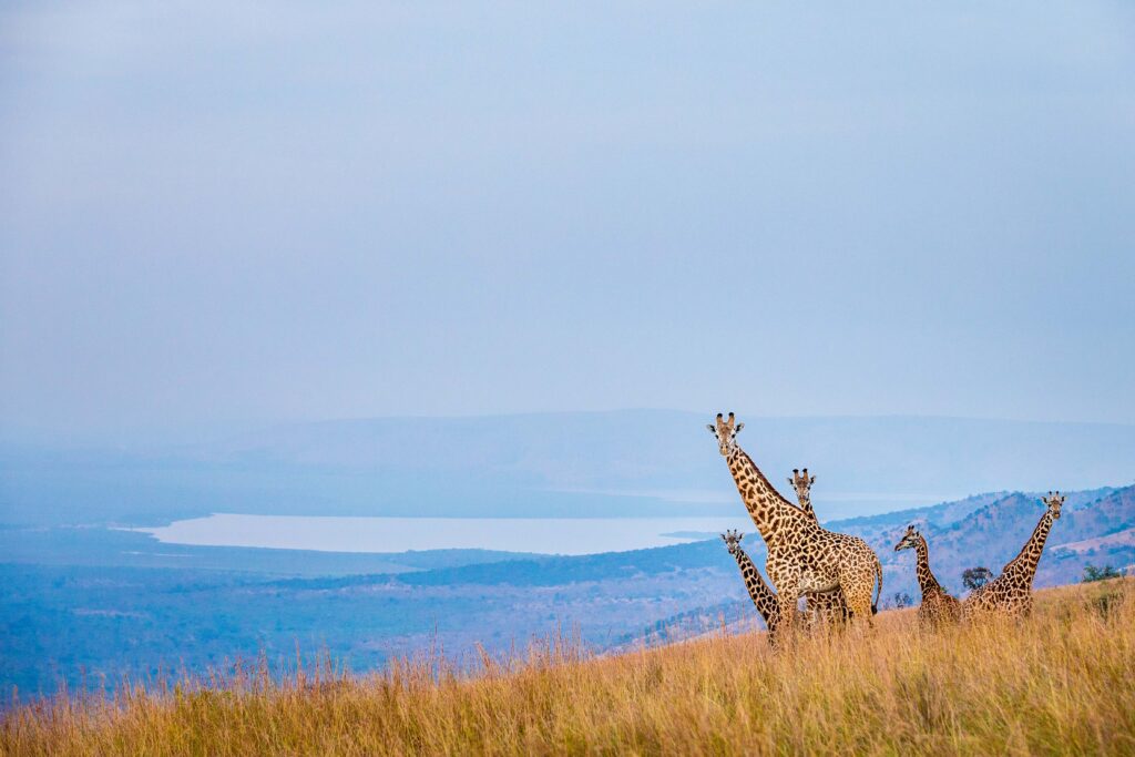 Scenic Akagera National Park Rwanda