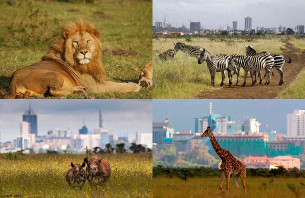 Animals in Nairobi National Park