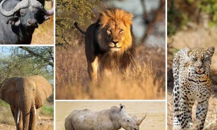 Big Five Safari Rwanda