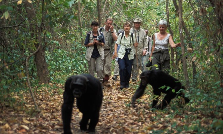 Chimpanzee Trekking in Kibale Forest National Park