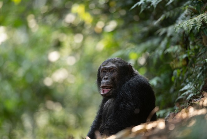 Chimpanzee in Nyungwe National Park