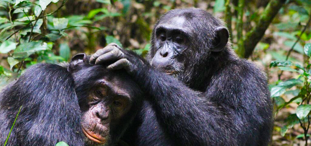 Kibale Forest National Park Chimpanzees