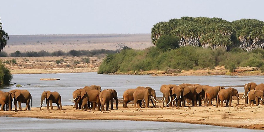 Elephats along Tsavo River in Kenya's Tsavo National Park