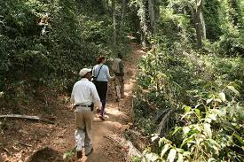 Gombe National Park Tours