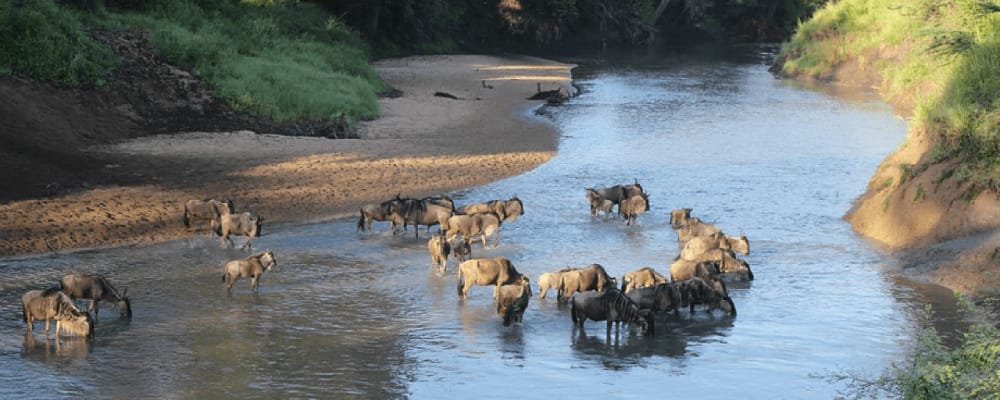 Grumeti River Serengeti National Park Migration Crossing Point