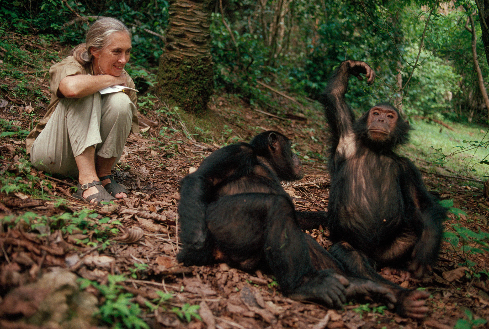 Jane Goodall and Chimpanzees in Gombe Stream National Park Tanzania