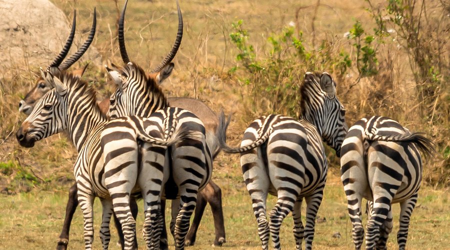 Home of Zebras- Lake Mburo National Park
