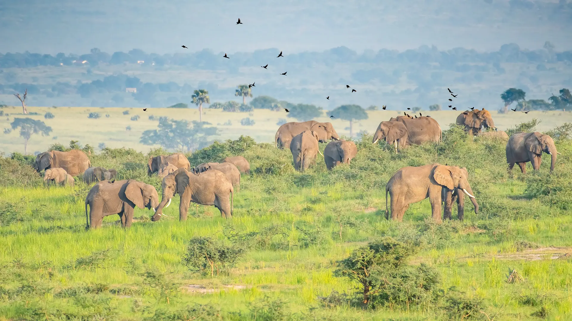 Large herd of Elephants in Murchison Falls National Park Uganda safari