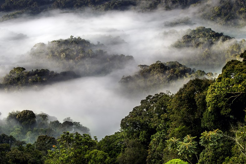 Misty Nyungwe Forest National Park