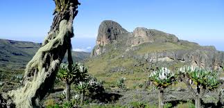 Flora of Mount Elgon National Park