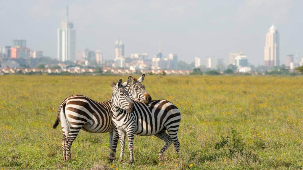 Nairobi National Park wildlife