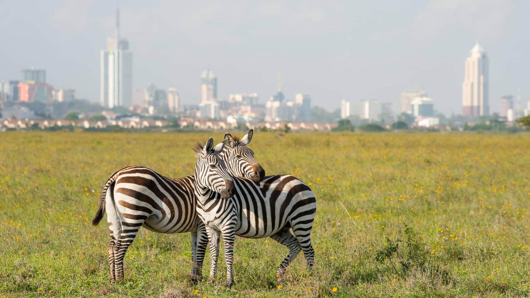Nairobi National Park wildlife