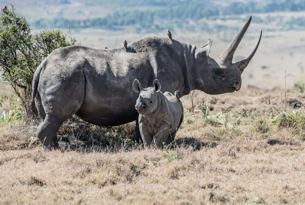 Ngulia Rhino Sanctuary in Tsavo