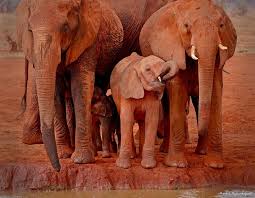 Red Dirt Elephants in Tsavo