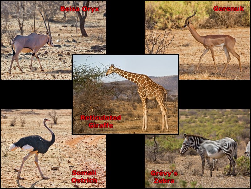 Samburu National Reserve Special 5 animals