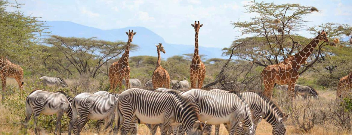 Animals in Samburu National Reserve