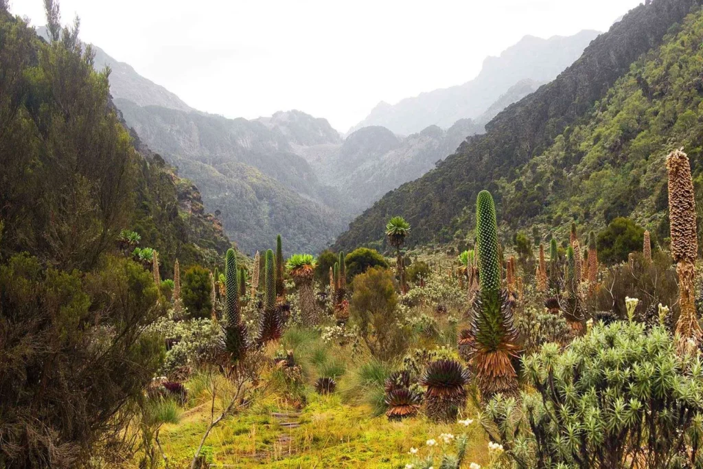 Vegetation of Mount Rwenzori National Park Uganda