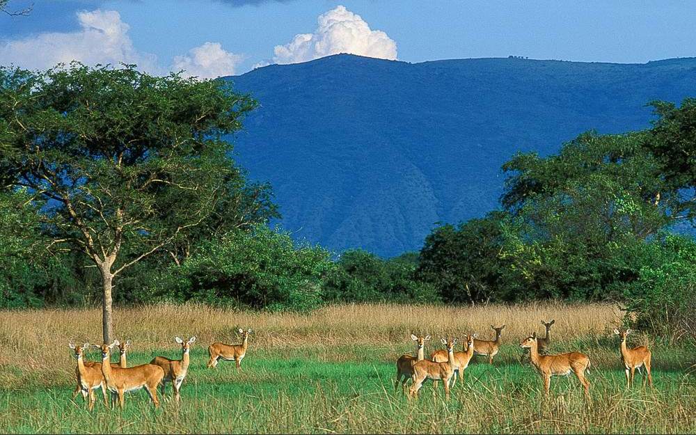 Animals in Semuliki National Park