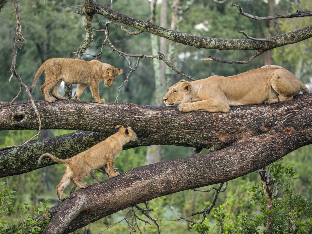 Tree-climbing lions in Lake manyara National Park