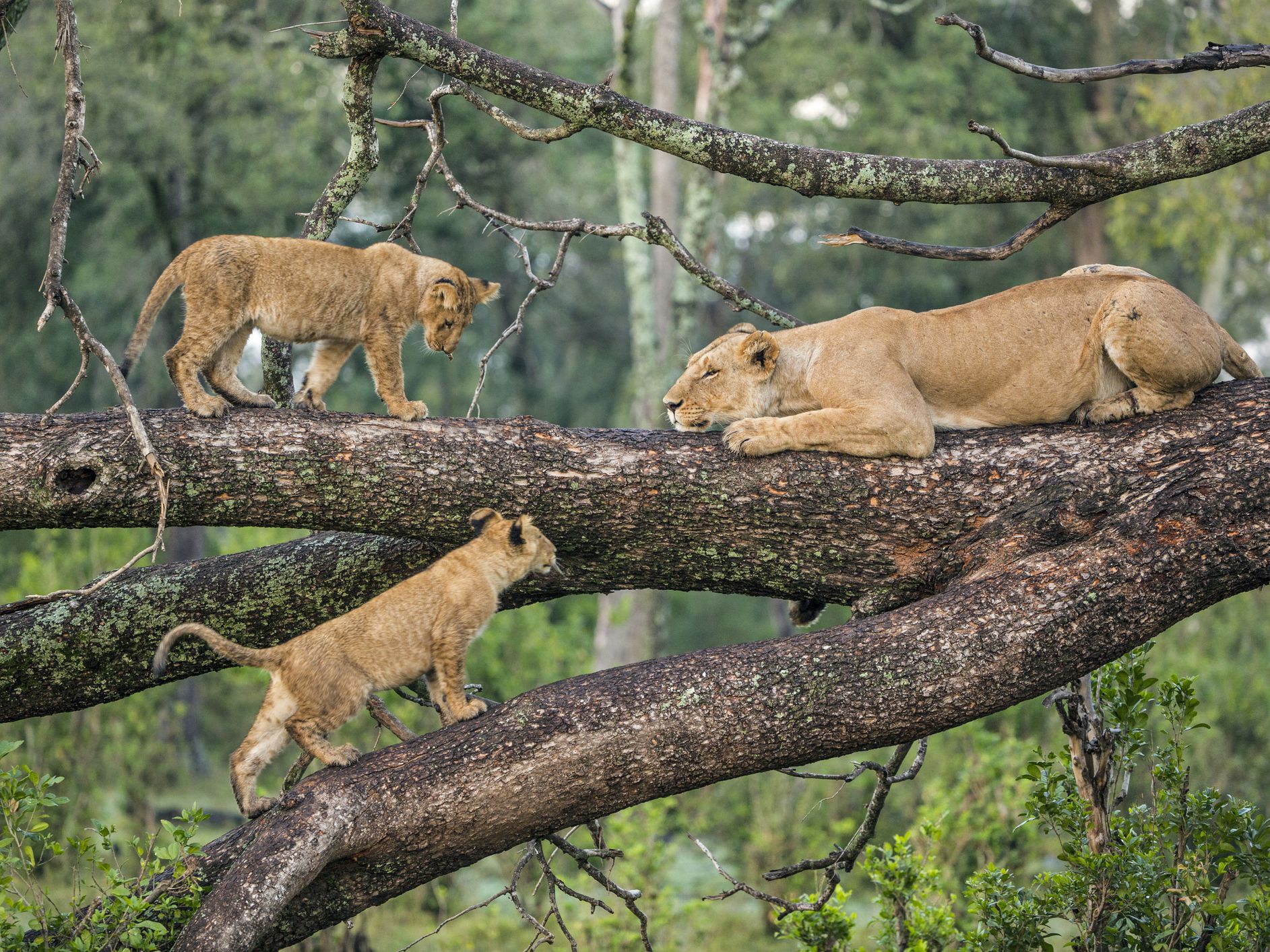 Tree-climbing lions in Lake manyara National Park