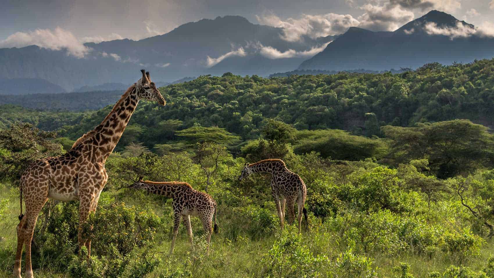 Views of Mount Meru and wildlife in Arusha National Park