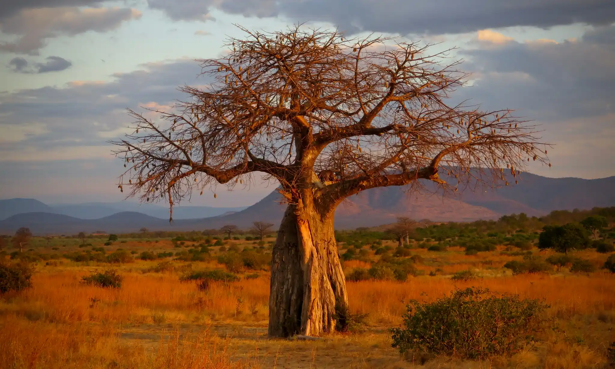 Baobab standing tall and beautiful in Ruaha