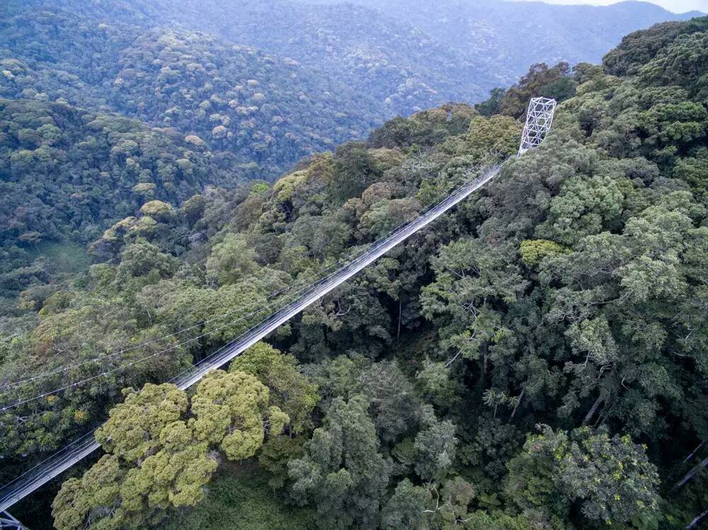 Canopy Walkway in Nyungwe Forest National Park