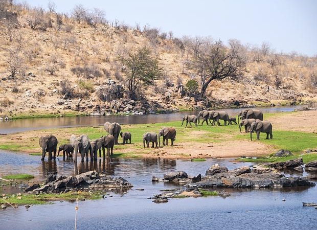 Elephant herd in Ruaha National Park Tanzania during a wildlife safari