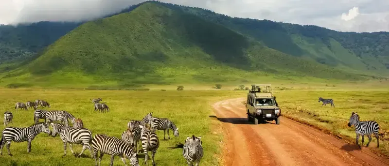 Ngorongoro Crater Drive - Ngorongoro Conservation Area Tanzania