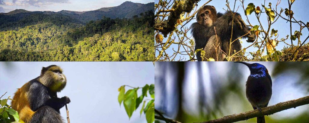 Wildlife in Gishwati Mukura National Park Rwanda