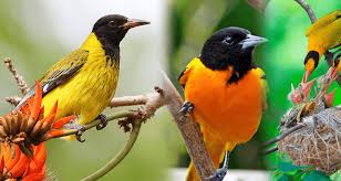 Birds in Bwindi Impenetrable National Park Uganda