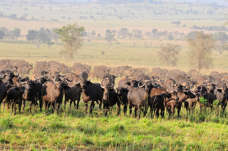 Wildlife in Kidepo Valley National Park