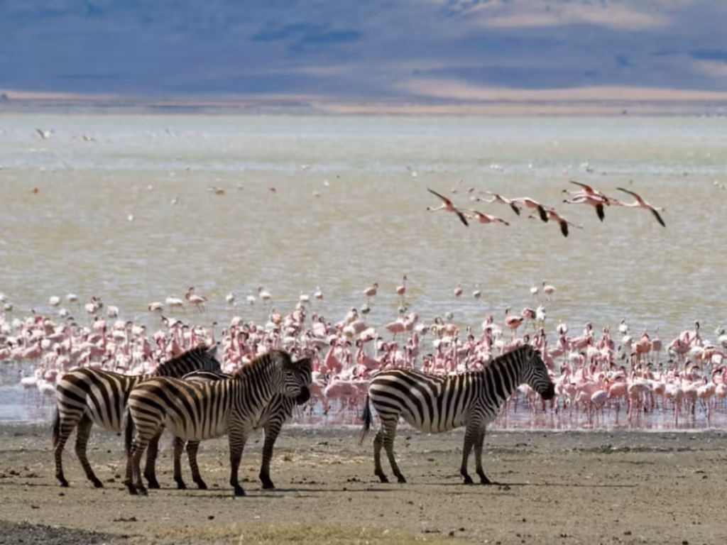 flamingos in Ngorongoro Conservation Area