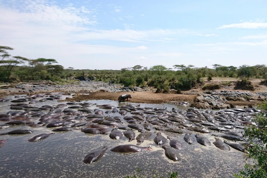 Retina Hippo Pool Serengeti National Park