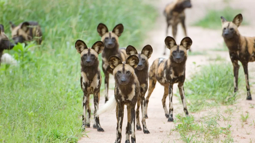 African wild dogs hub in Tanzania
