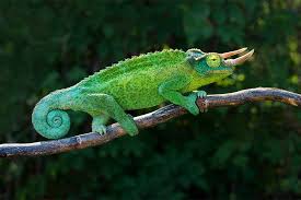 Wildlife in Kilimajaro National Park Tanzania
