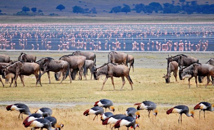 Wildlife in Lake Manyara Park Tanzania
