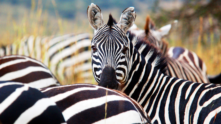 Rare Grevy's Zebra in Kenya