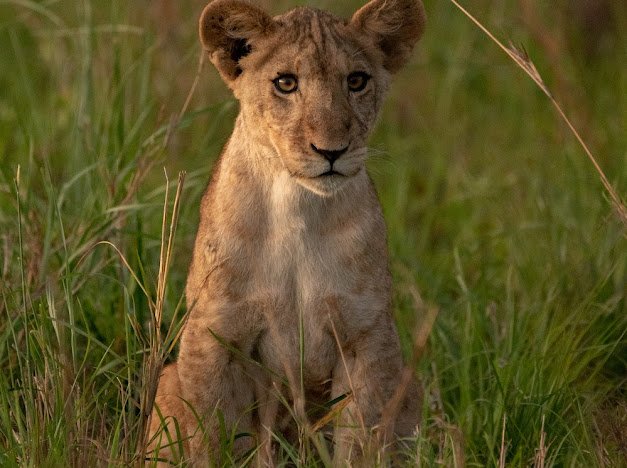 Tanzania Safaris