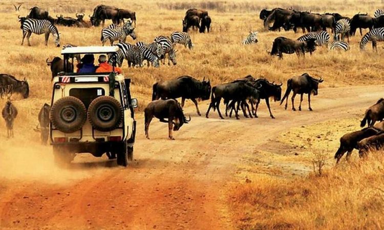 Kenya Tanzania Safaris