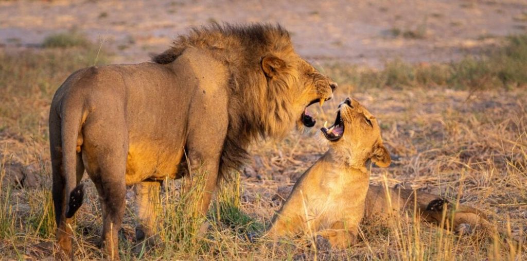 Tanzania Safari Cost