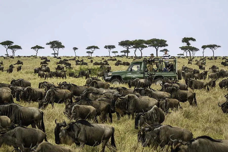 Great Migration in Masai Mara Kenya
