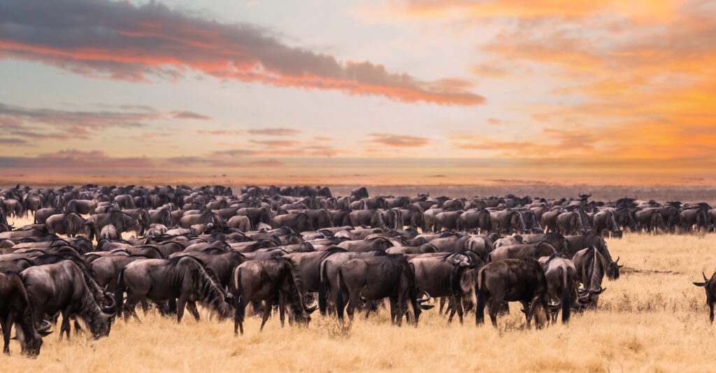 Kenya Migration Safari in Masai Mara National Reserve