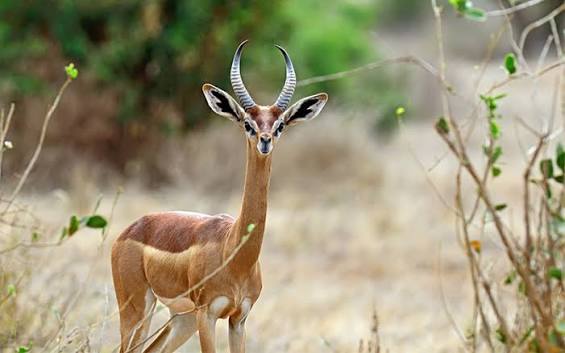 Wildlife and animals in Kenya