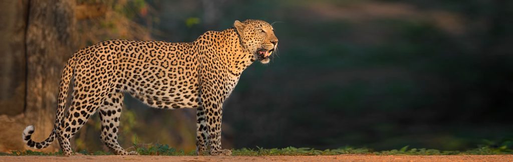 Kenya Safari