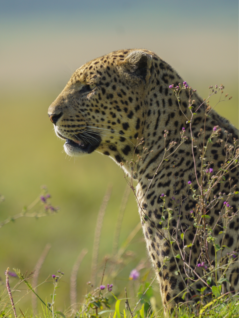 Leopard in Magical Kenya