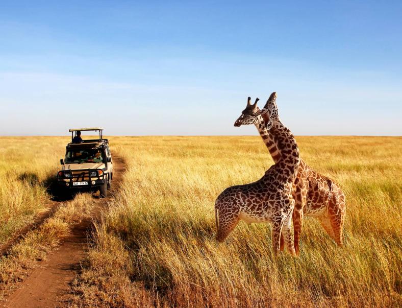 Kenya Safari Packages