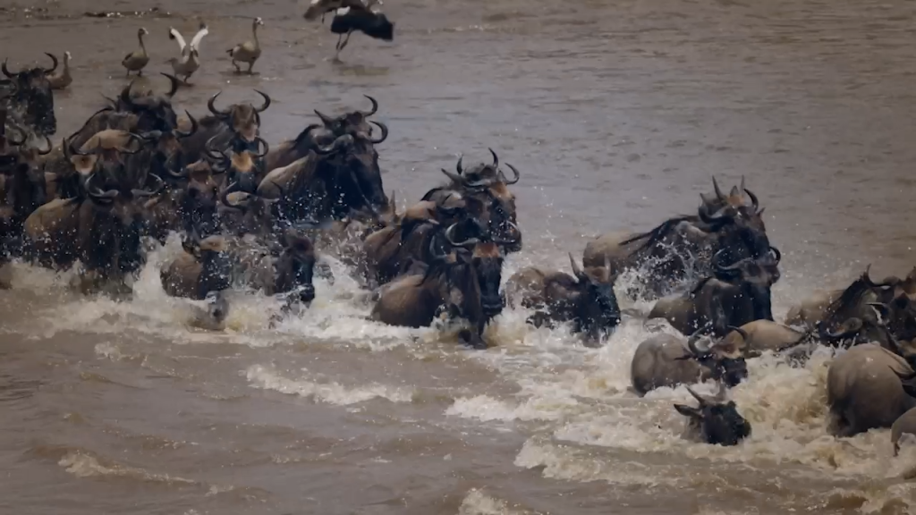 TThe Great Wildebeest Migration